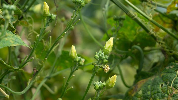 食物呛进气管三种急救方法